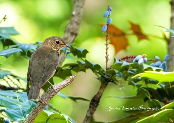Chirp photo