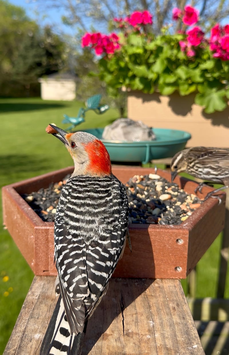Chirp photo