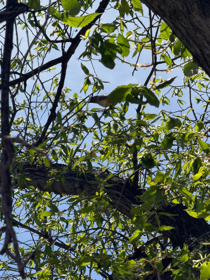 Chirp photo