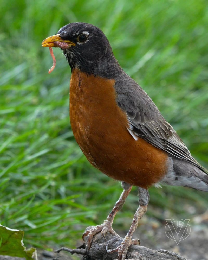 Chirp photo