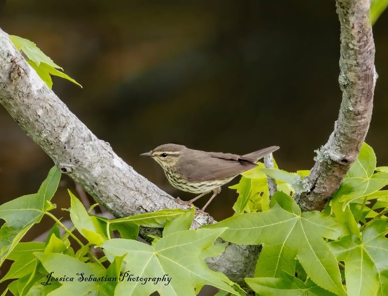Chirp photo