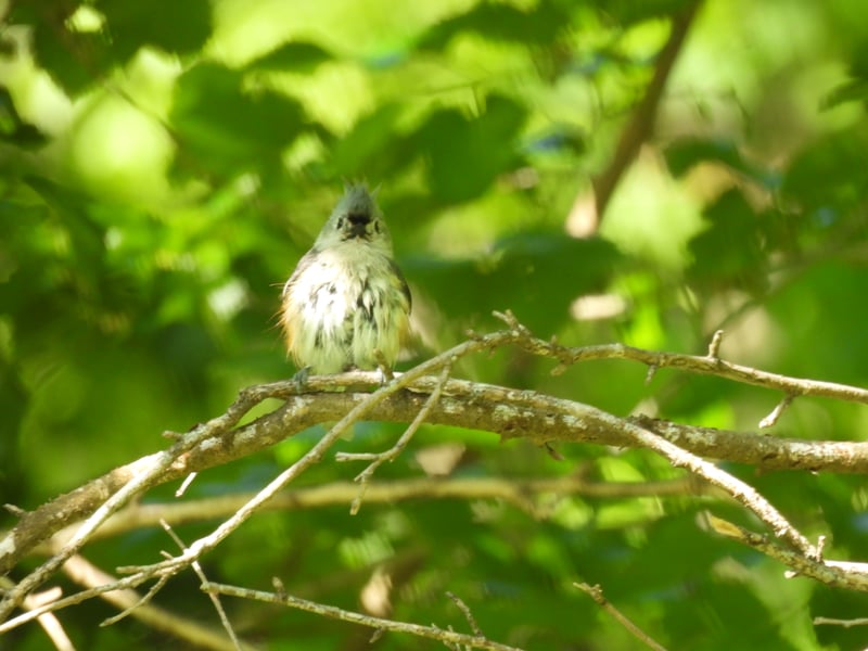 Chirp photo