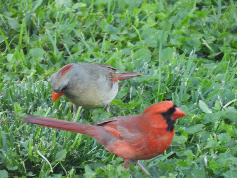 Chirp photo