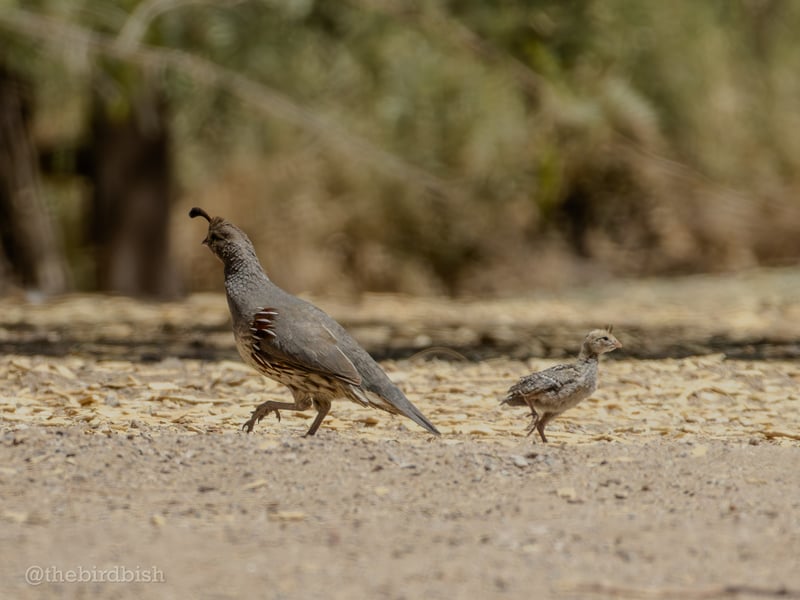 Chirp photo