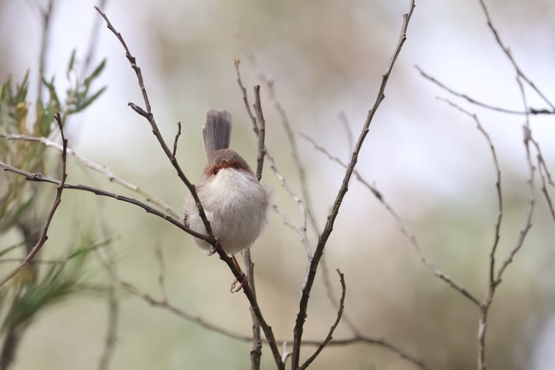 Chirp photo