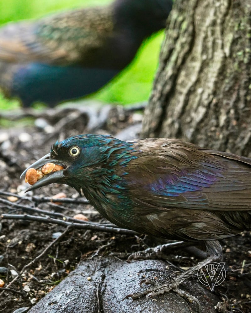 Chirp photo