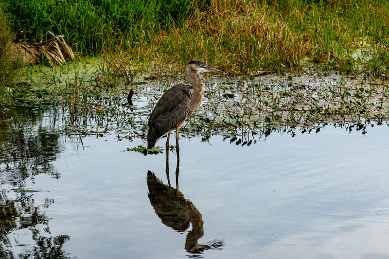 Chirp photo