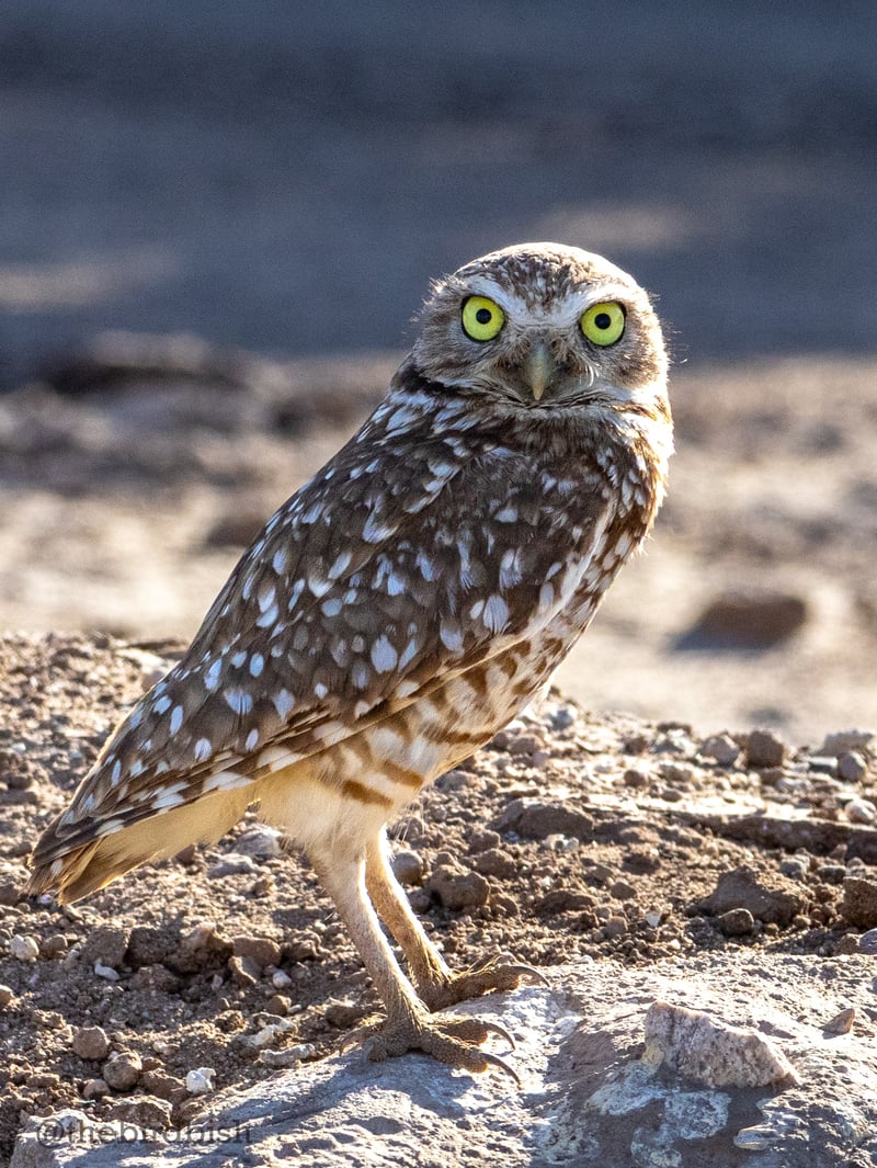 Chirp photo