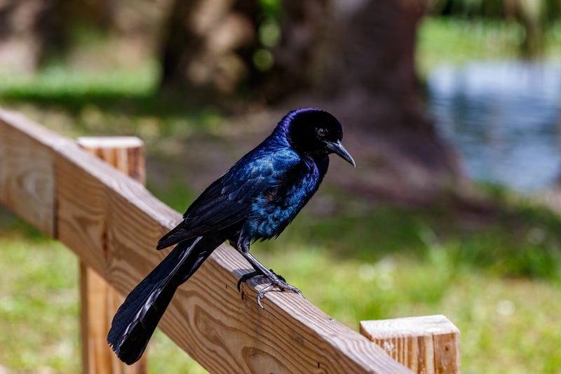 Chirp photo