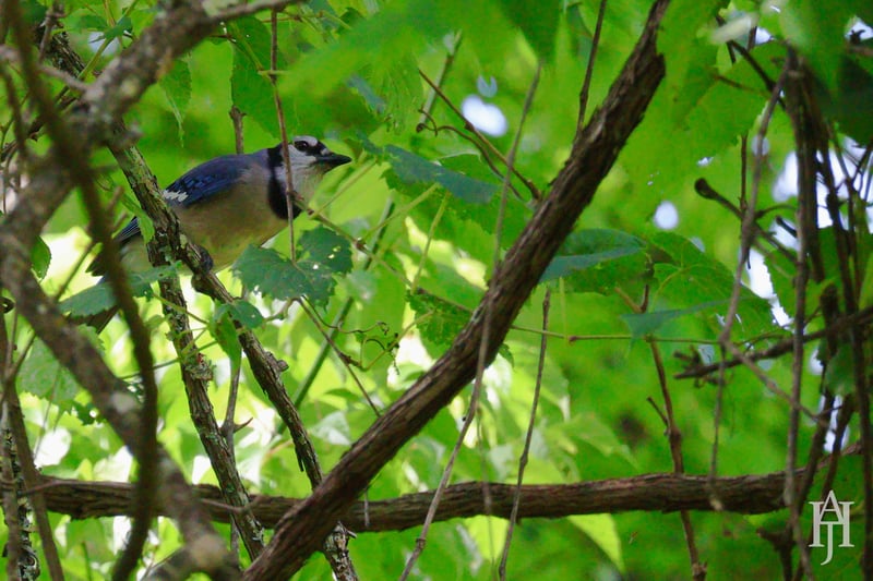 Chirp photo