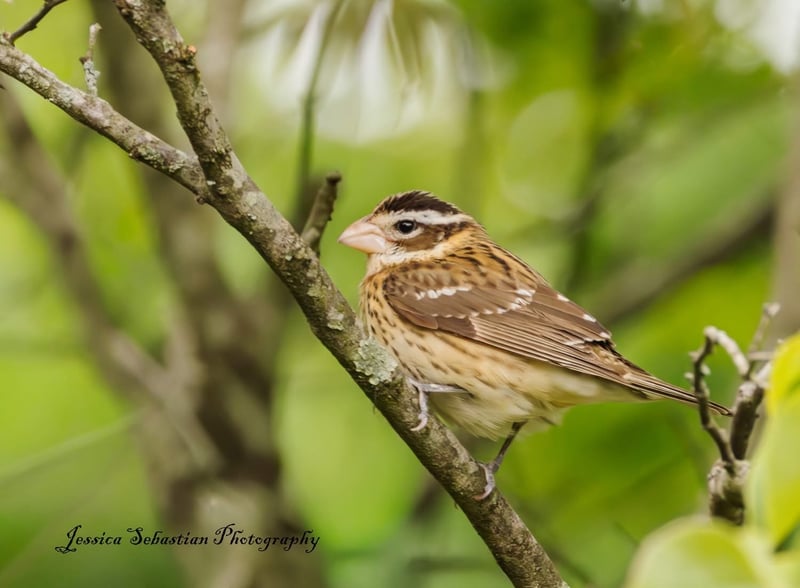 Chirp photo