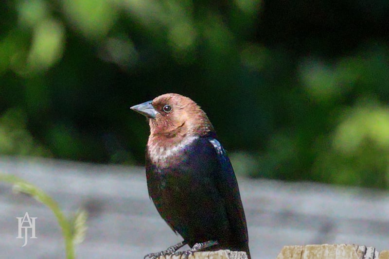 Chirp photo