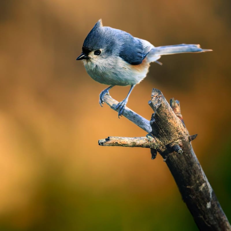 Chirp photo
