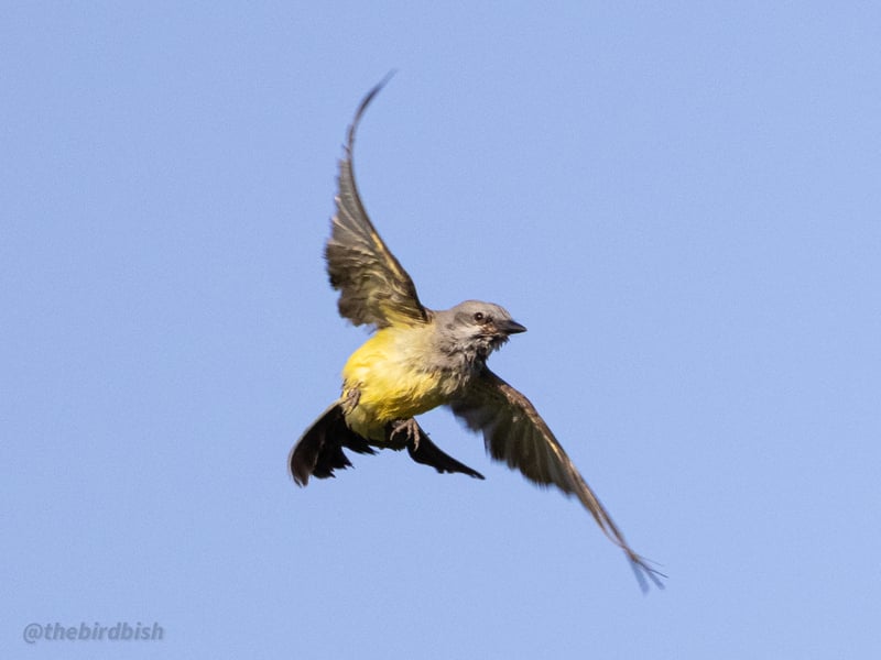 Chirp photo