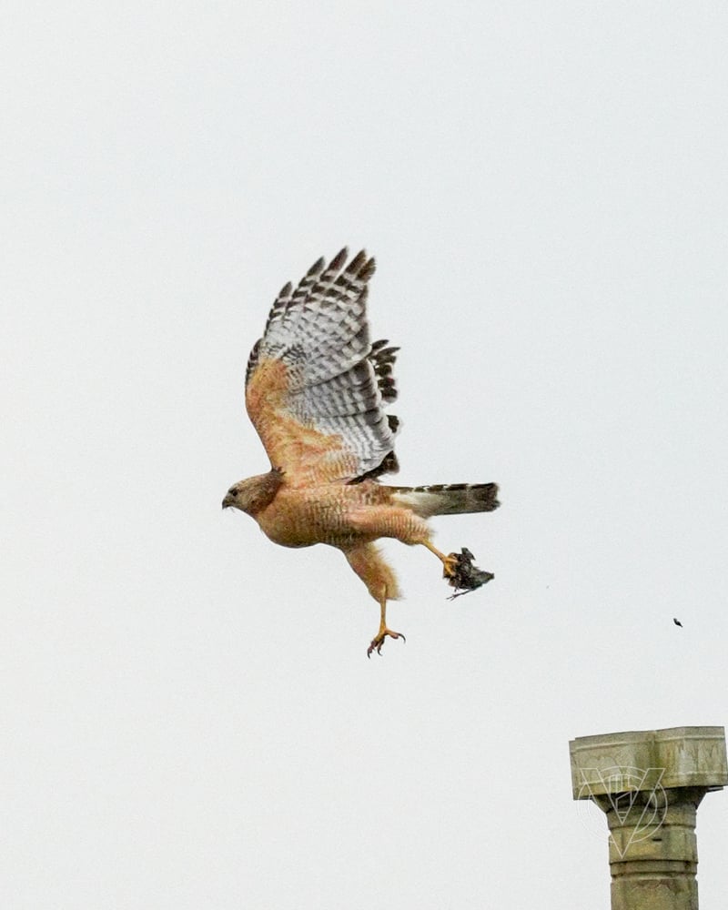 Chirp photo