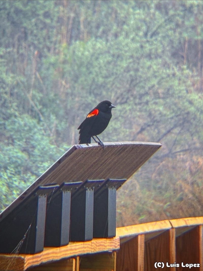 Chirp photo
