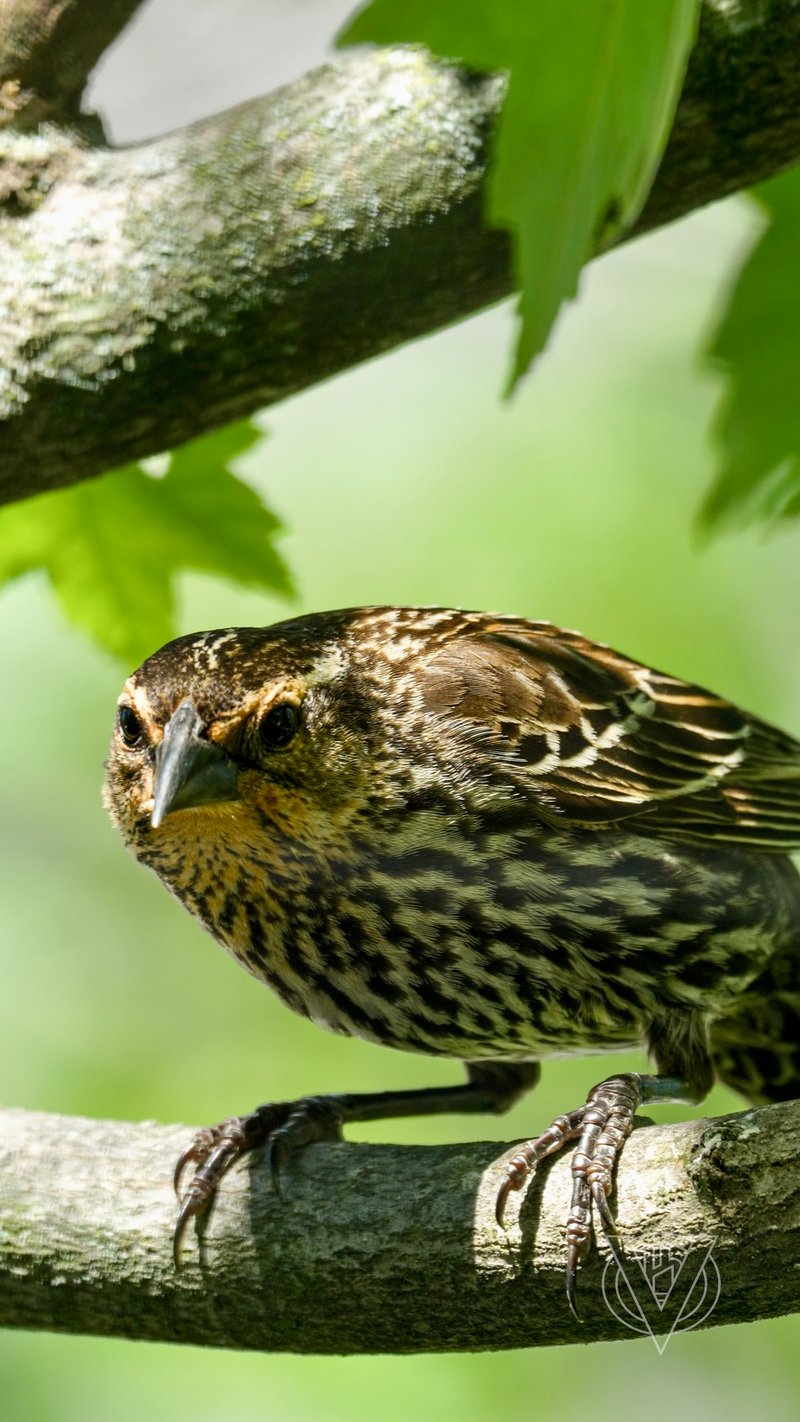 Chirp photo
