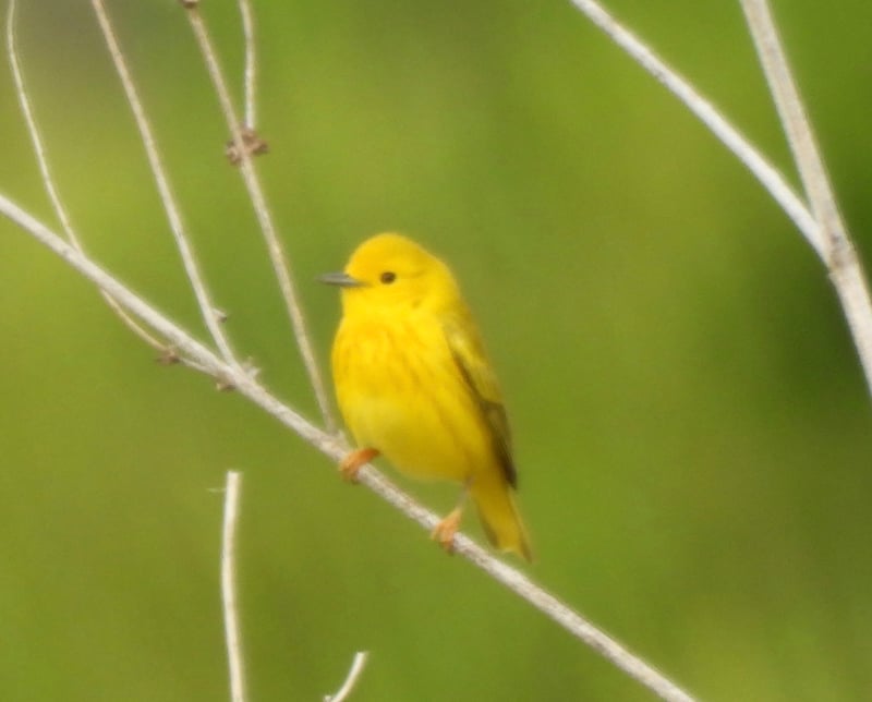 Chirp photo