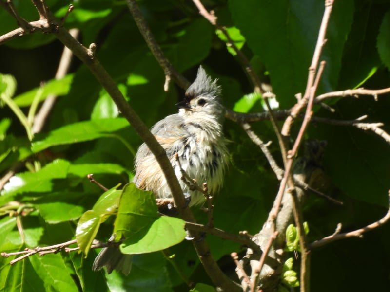 Tufted Titmouse
