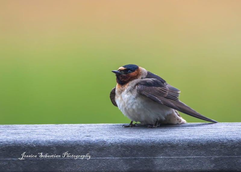 Chirp photo