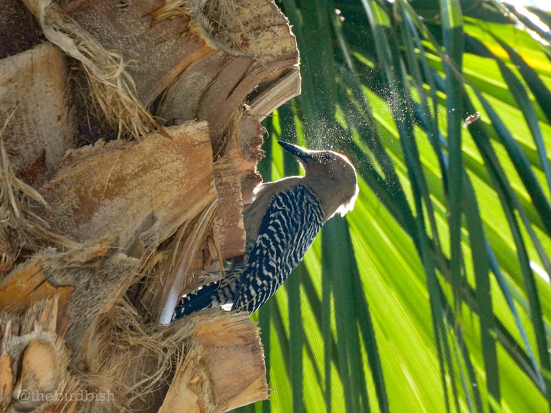 Chirp photo