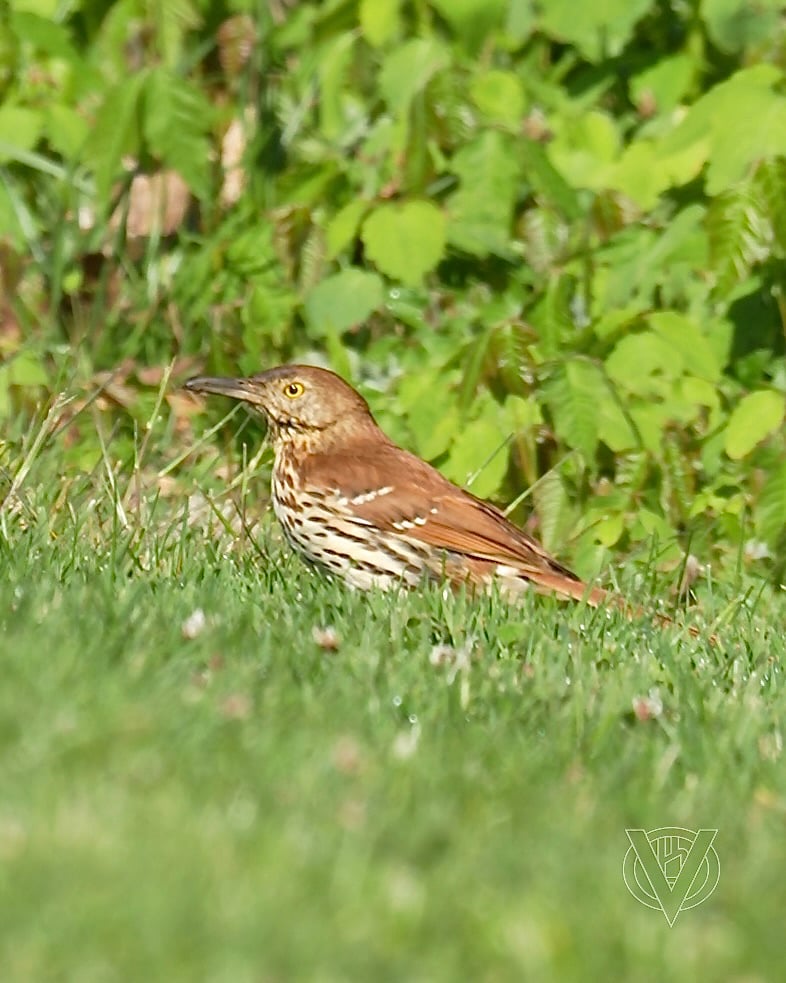 Chirp photo