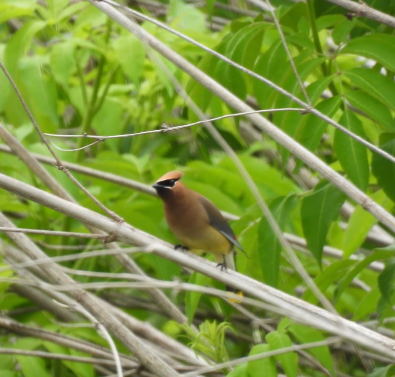 Chirp photo