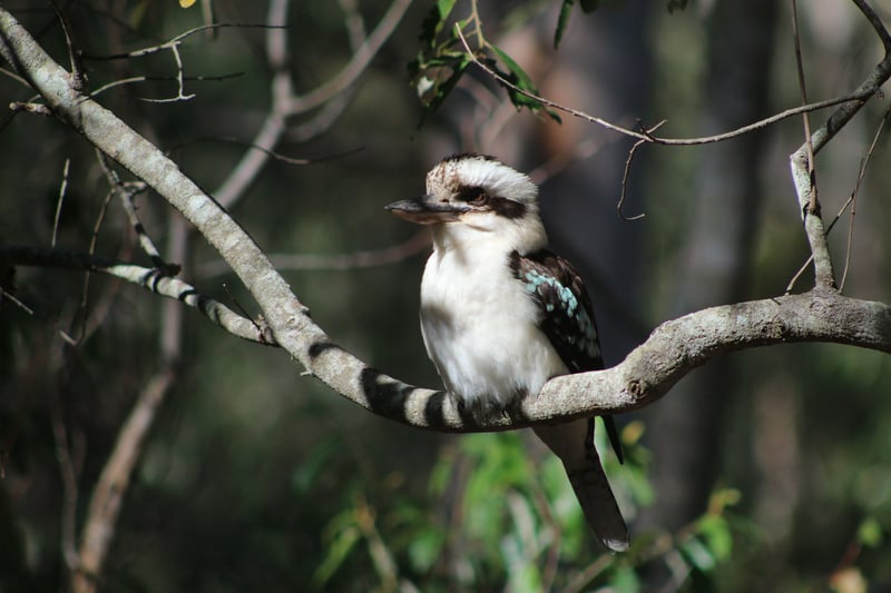 Chirp photo