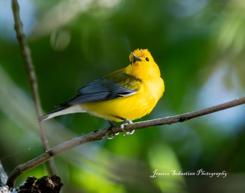 Chirp photo