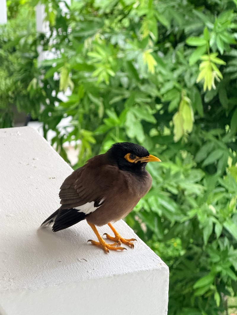 Chirp photo