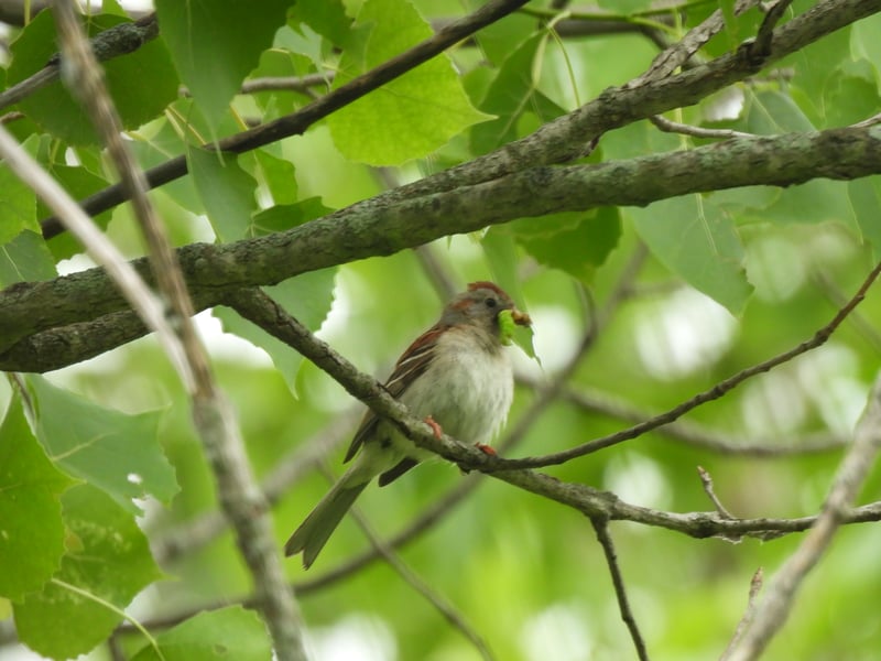 Chirp photo
