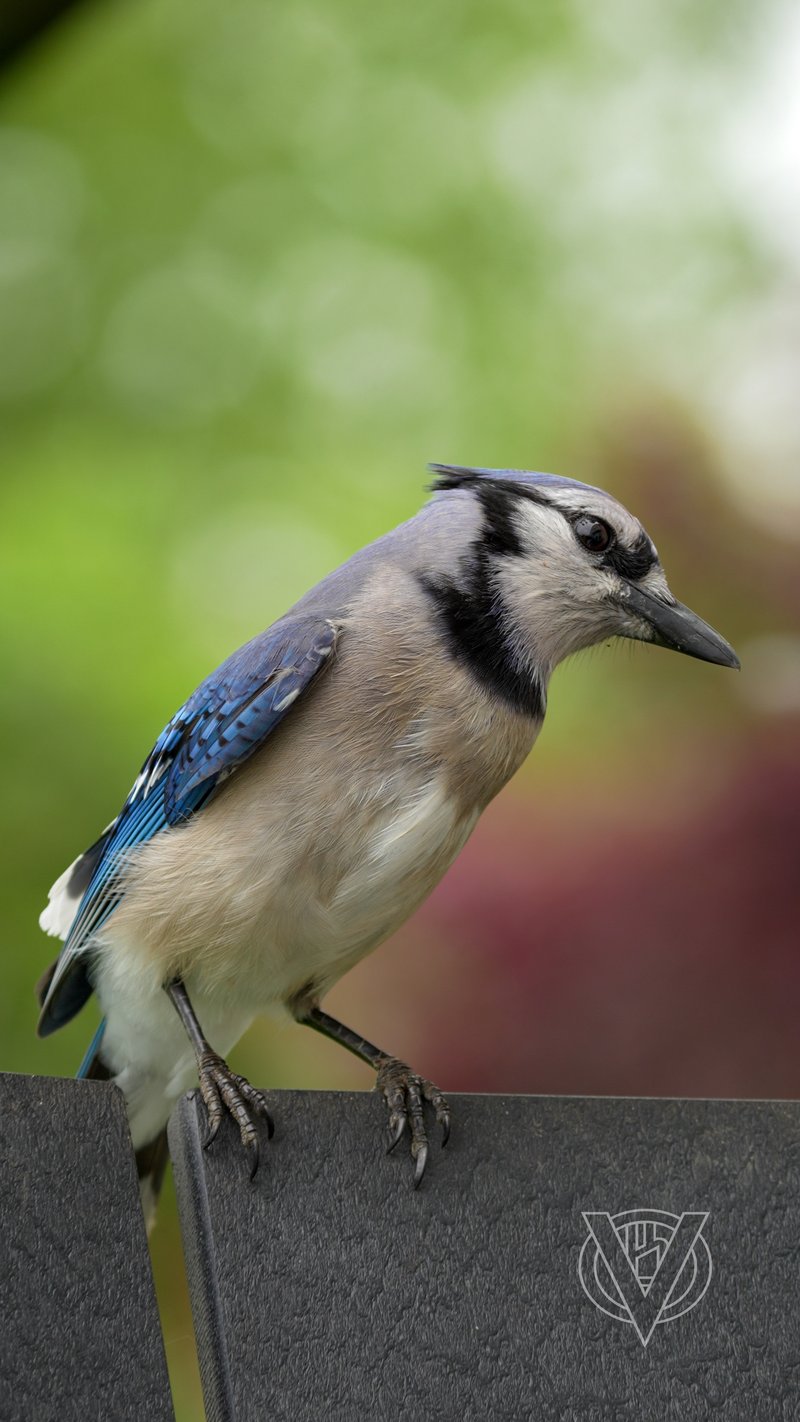 Chirp photo