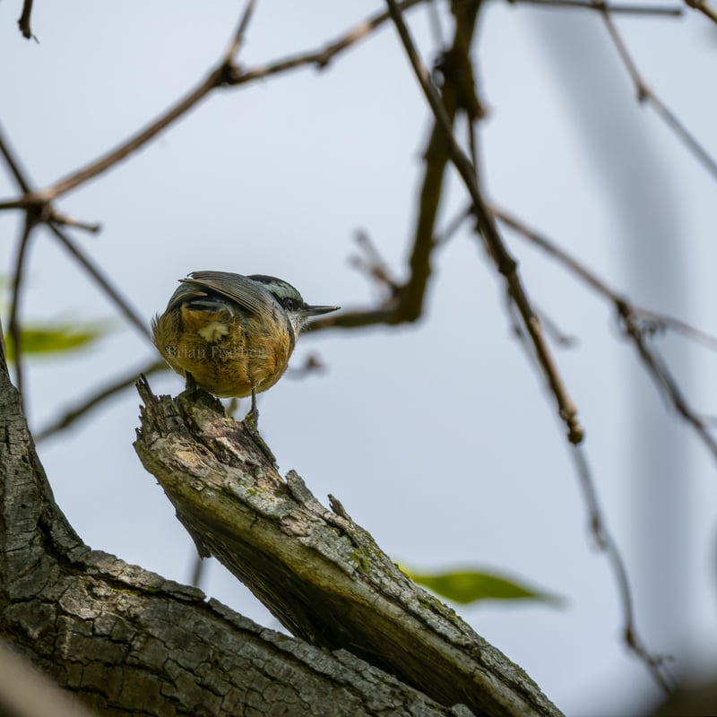 Chirp photo