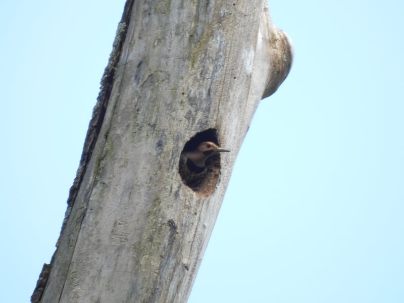 Chirp photo