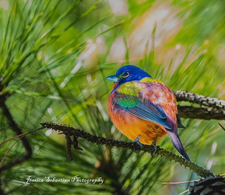 Chirp photo