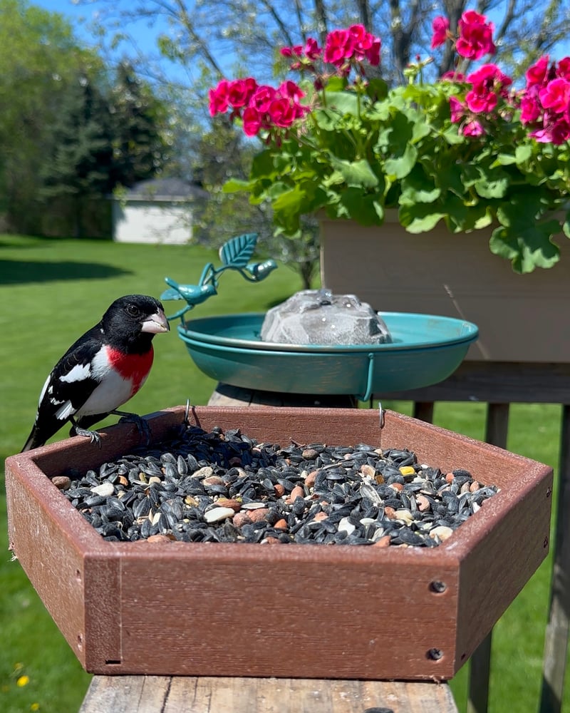 Chirp photo
