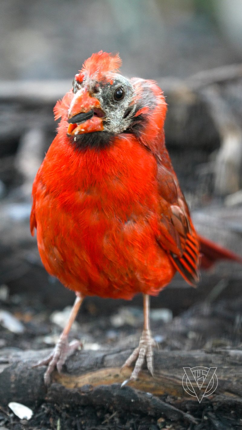 Chirp photo