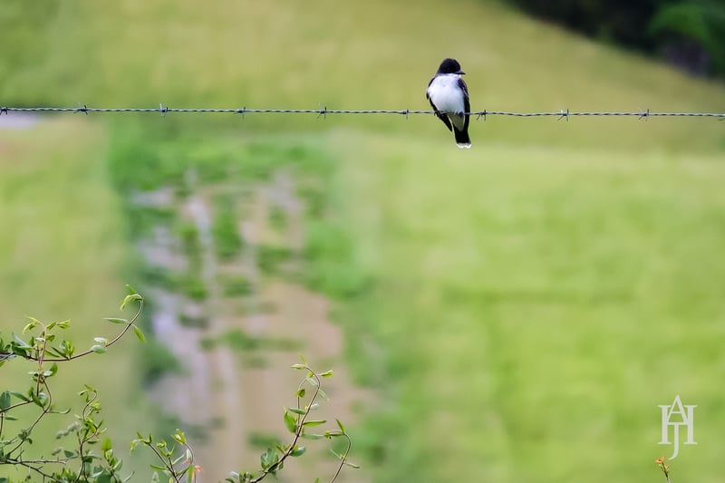 Chirp photo