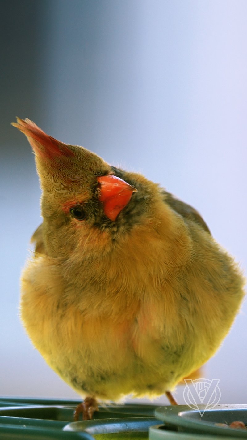 Chirp photo
