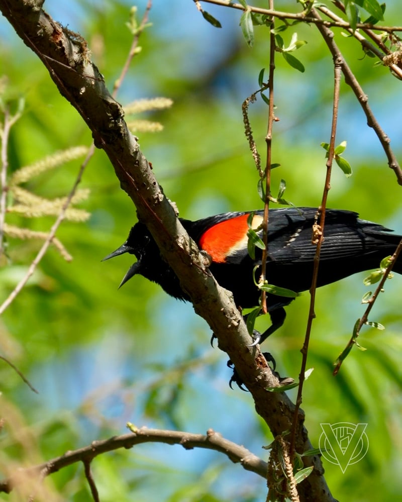 Chirp photo
