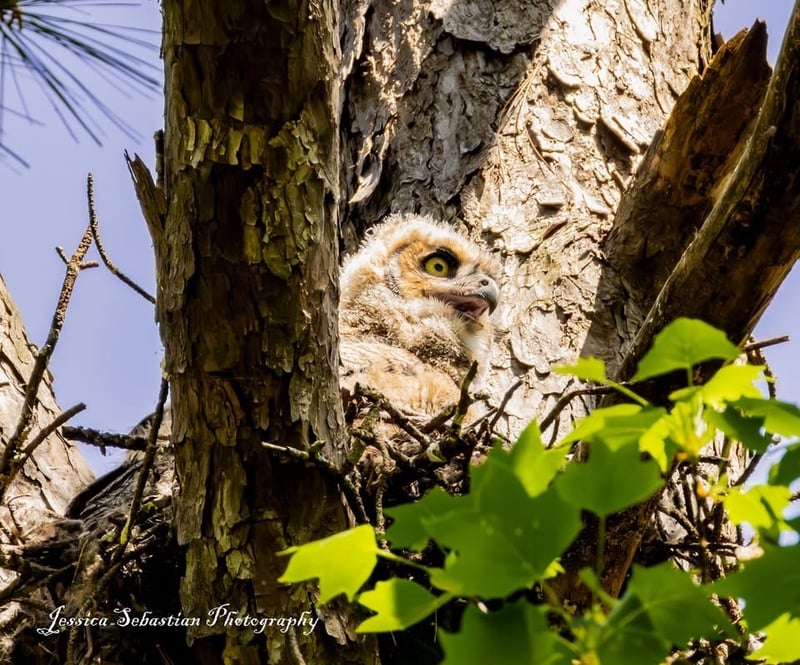 Great Horned Owl