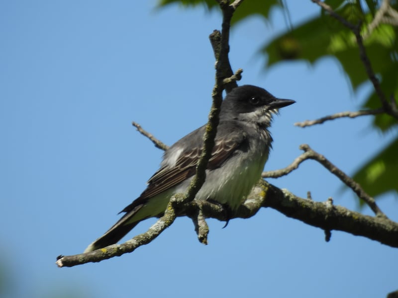 Chirp photo