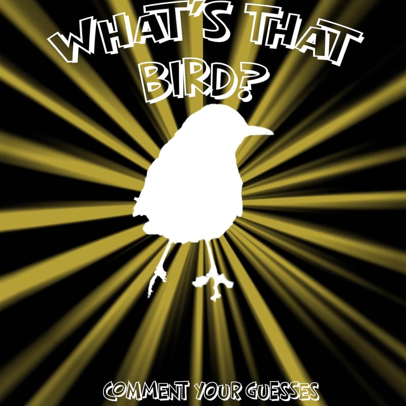 Chirp photo