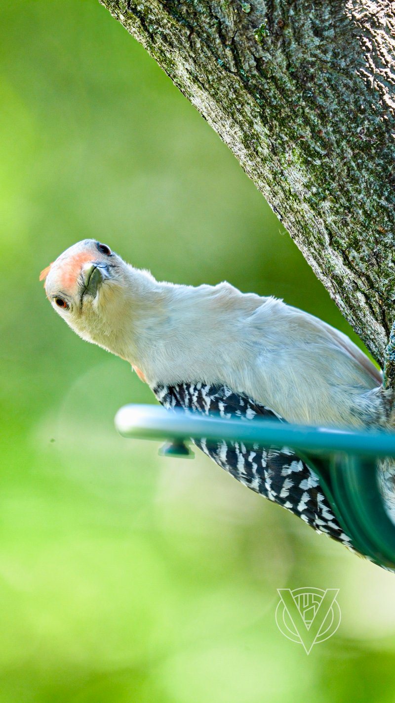 Chirp photo