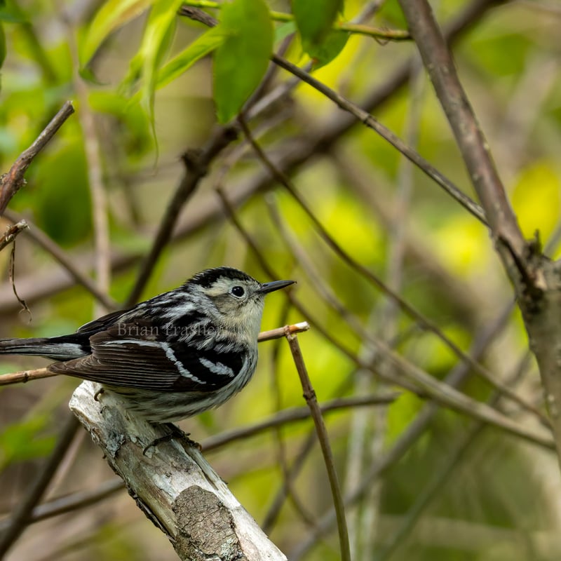 Chirp photo