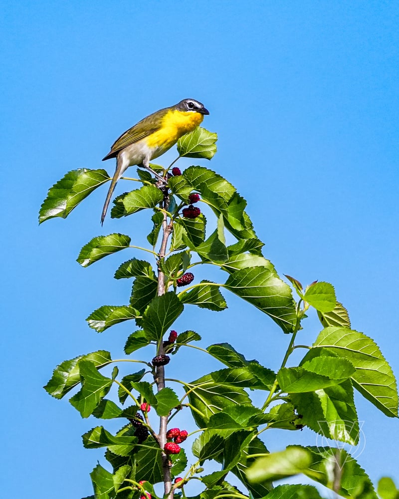 Chirp photo