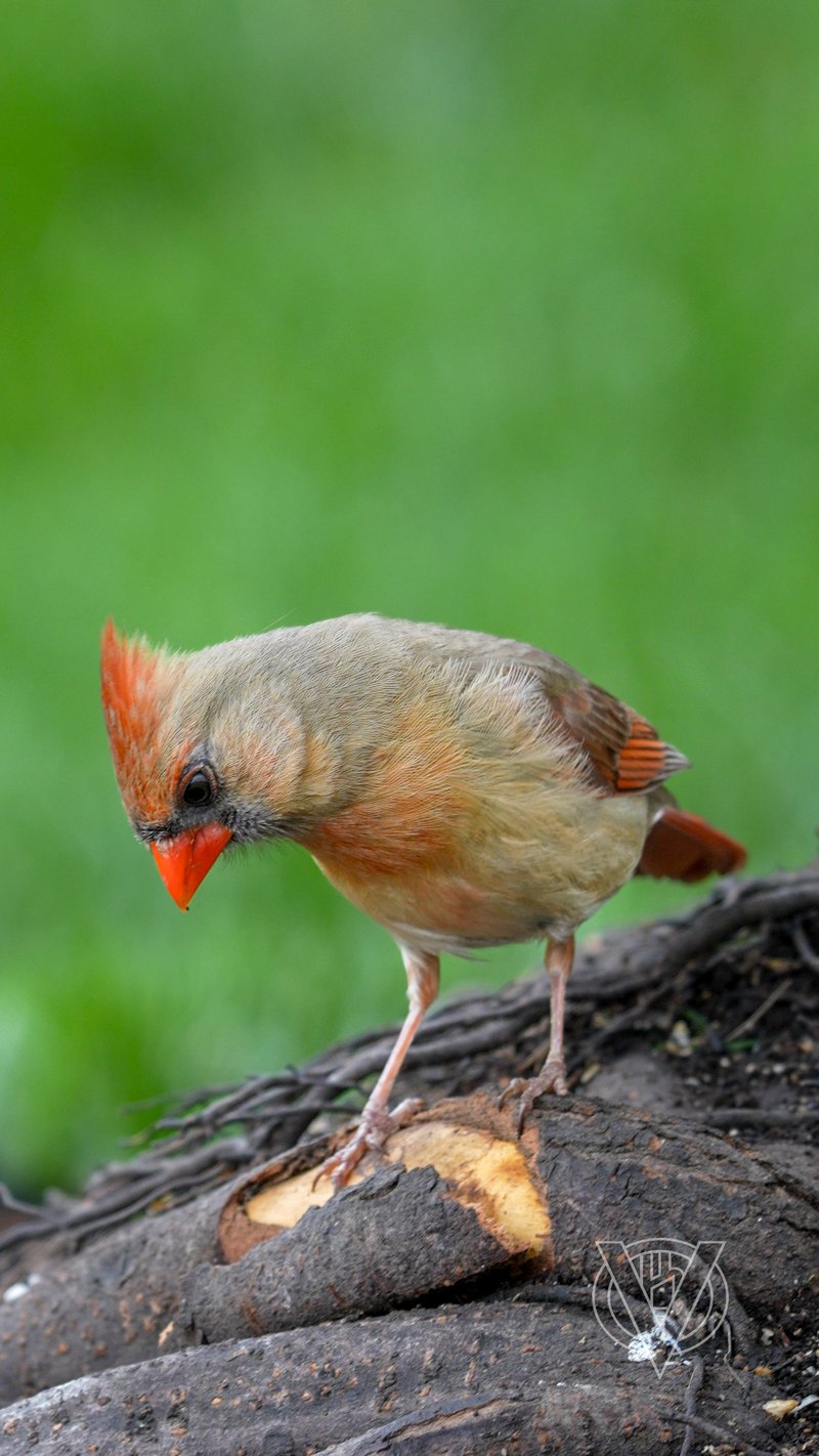 Chirp photo