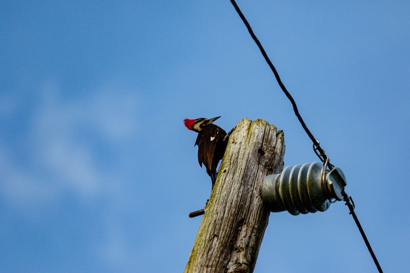 Chirp photo