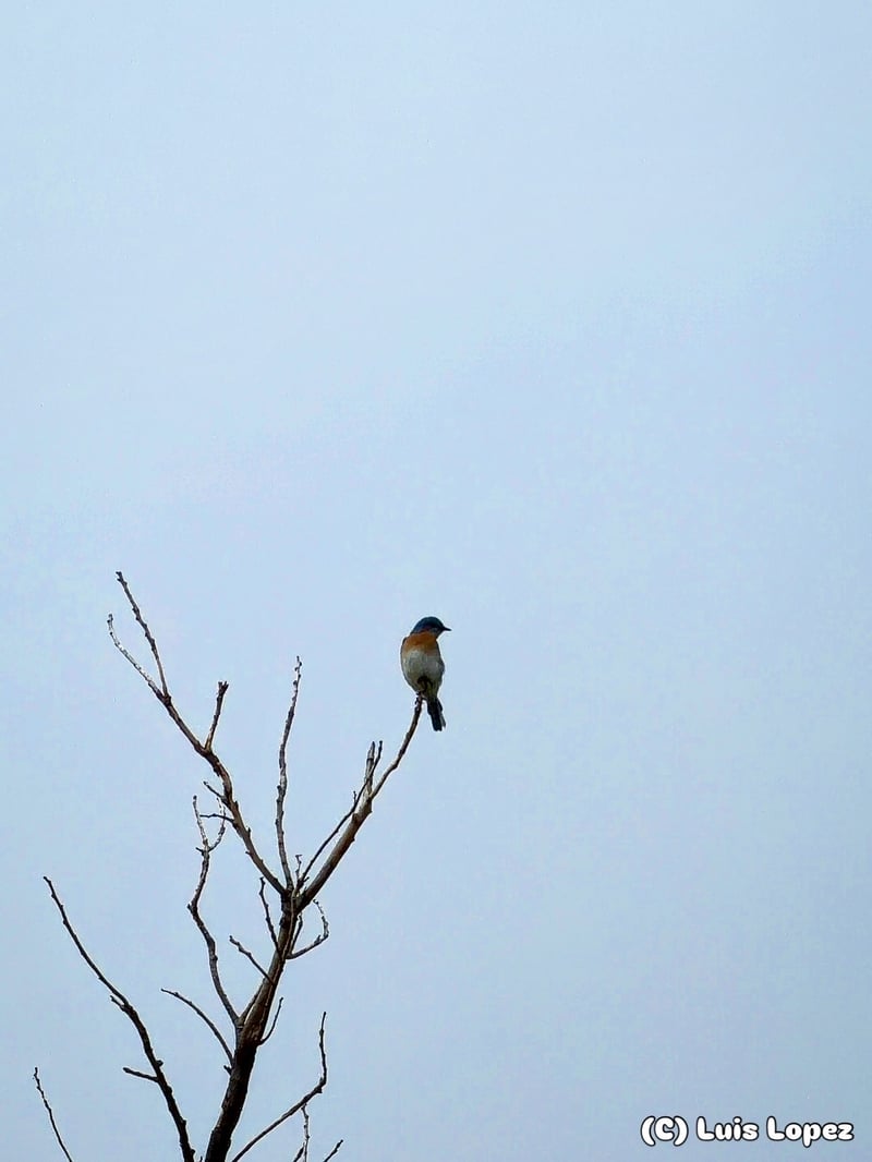 Chirp photo