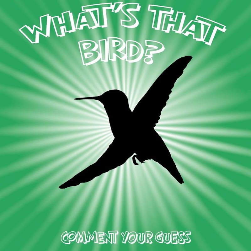Chirp photo